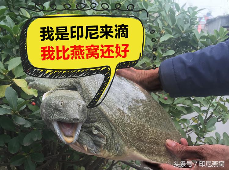 舌尖上的佛山甲鱼一鱼多吃,马来西亚美食甲鱼