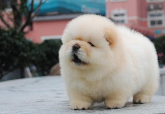 松狮感冒,松狮呼吸道感染最佳用药