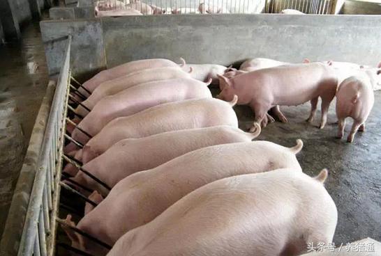 养母猪养单好还是养双好,养母猪好还是养母羊好