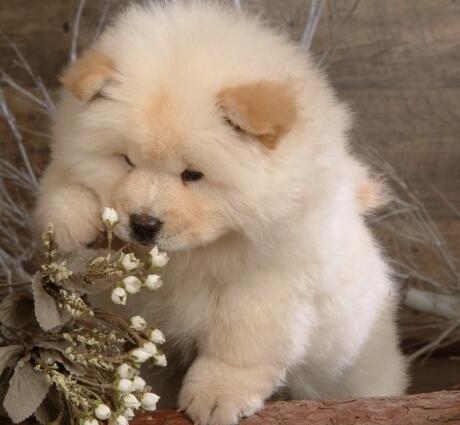 松狮感冒,松狮呼吸道感染最佳用药