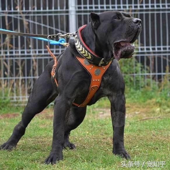 世界猛犬加纳利,加纳利犬多厉害