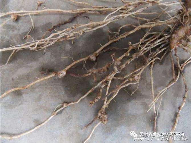 土壤中的线虫都是有害的吗,土壤虫害危害