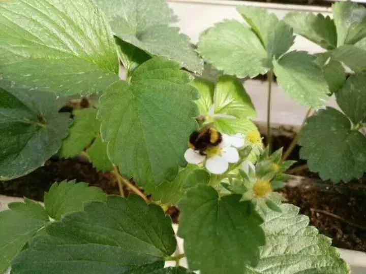 蜜蜂给草莓授粉有危害吗,草莓大棚蜜蜂授粉如何防止撞棚