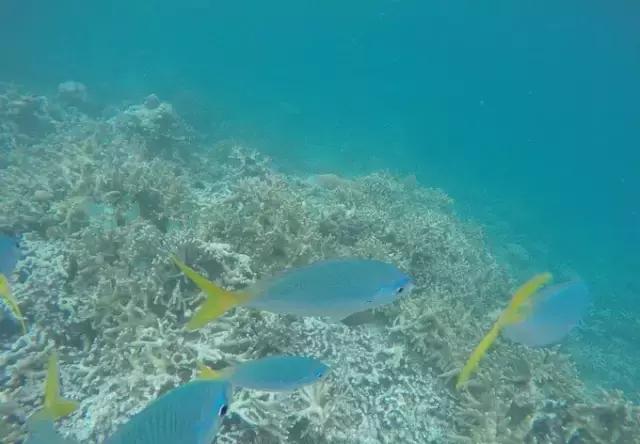 帕劳归来不看海视频,帕劳归来不看海