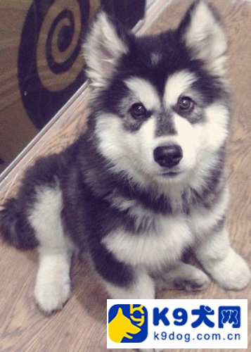 阿拉斯加雪橇犬的食物禁忌,雪橇犬阿拉斯加知识