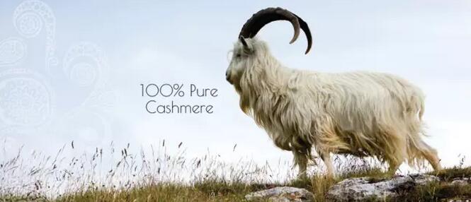 最值得购买的羊绒围巾,高端羊绒围巾正品