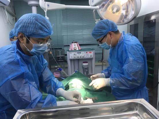 武汉联合动物医院：狗狗剖腹产是怎样的？