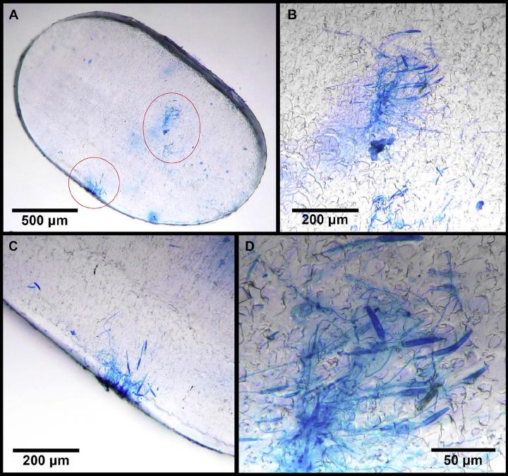 MARPOLLUTBULL：超神奇！珊瑚竟然爱吃塑料垃圾！