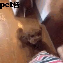 捡到一只泰迪幼狗,路边捡了一窝小泰迪狗好吗