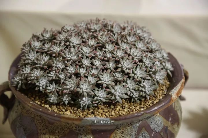 公认最美4种多肉植物图片,2014年上海多肉植物展图片