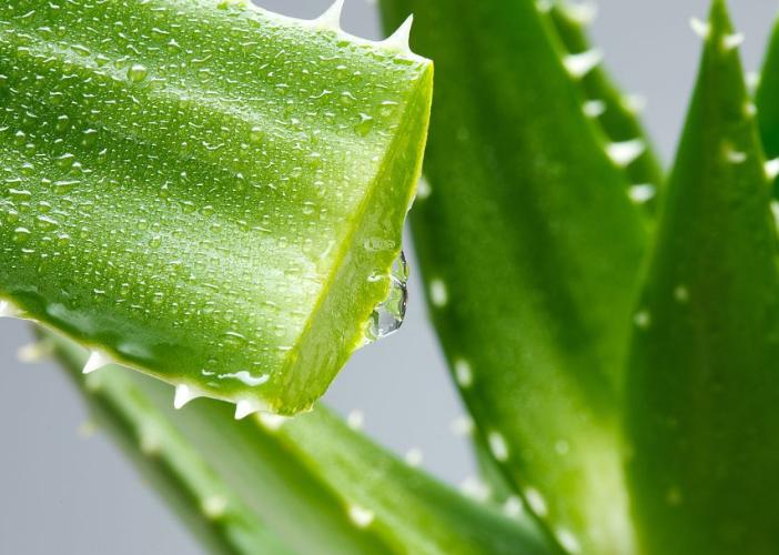 养一盆好养活又好看的花,牙疼养什么花最好