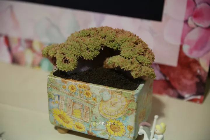 公认最美4种多肉植物图片,2014年上海多肉植物展图片