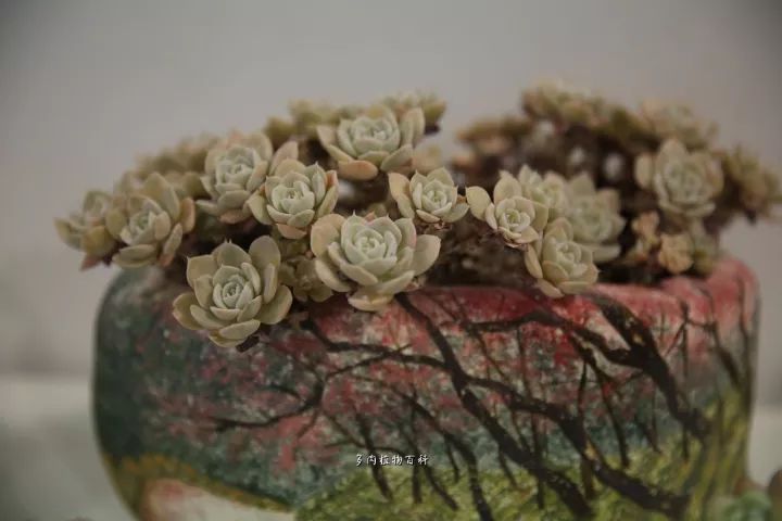 公认最美4种多肉植物图片,2014年上海多肉植物展图片