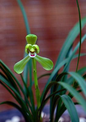 清新淡雅兰花微信头像,清新淡雅的兰花图片