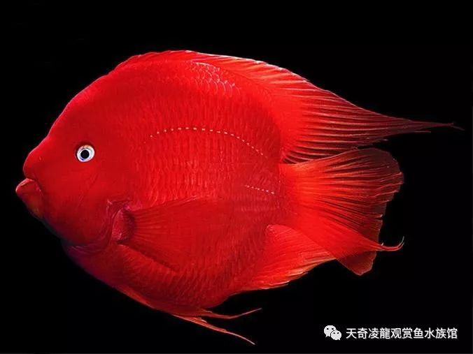 鹦鹉鱼趴缸底的最佳治疗,鹦鹉鱼趴缸最快的恢复方法