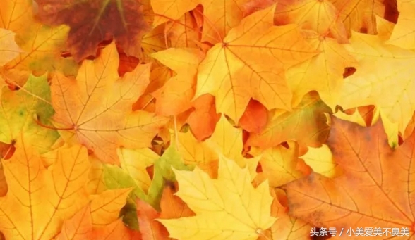 当下最火的平价眼影盘,很好用的小众冷门眼影盘