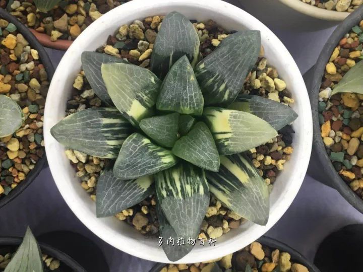 公认最美4种多肉植物图片,2014年上海多肉植物展图片