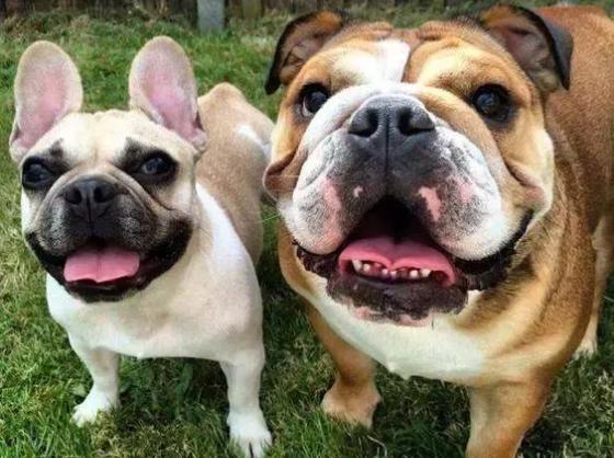 英牛法牛哪个好看,英牛和法牛区别好玩吗