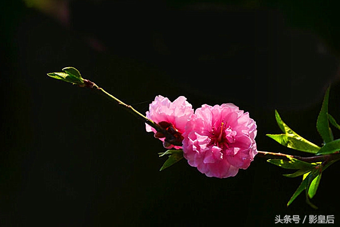 三生三世十里桃花诗,三生三世十里桃花帝君