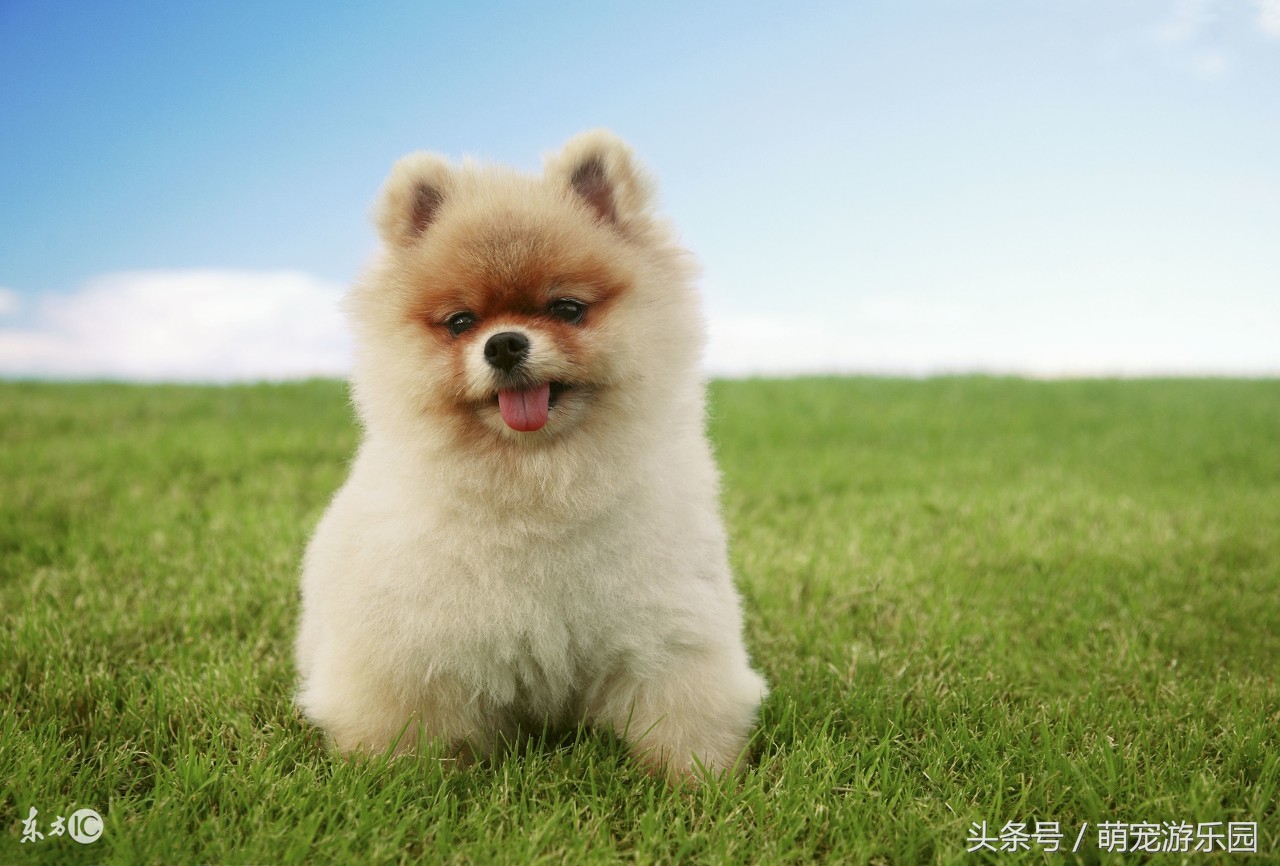 小主如何给狗狗接生?特别是对于新手