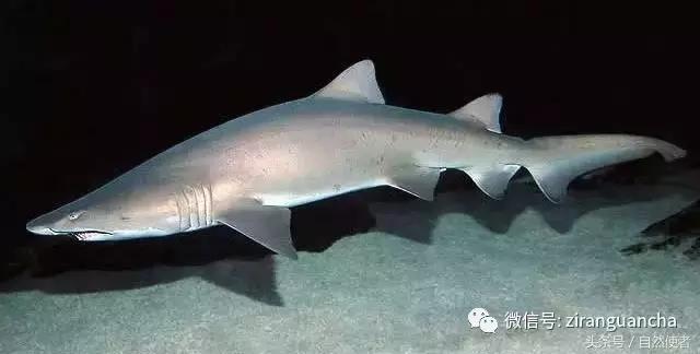 不输在起跑线,不输在家庭教育起跑线上