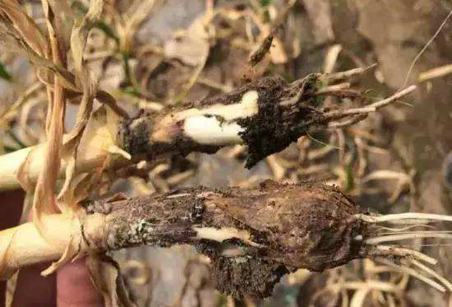 麦茬蒜种植法,重茬蒜地用什么防治地下病虫害