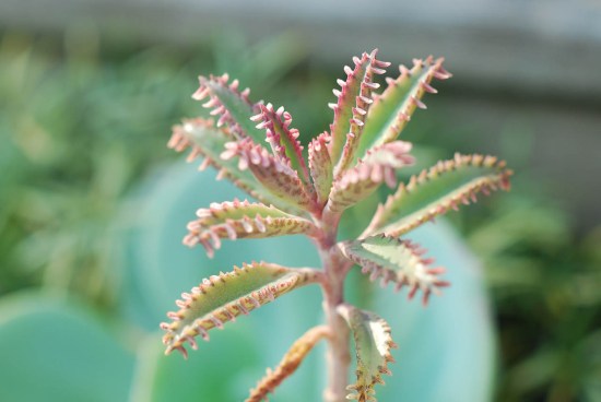 哪种不死鸟多肉好看,非常好看的不死鸟多肉