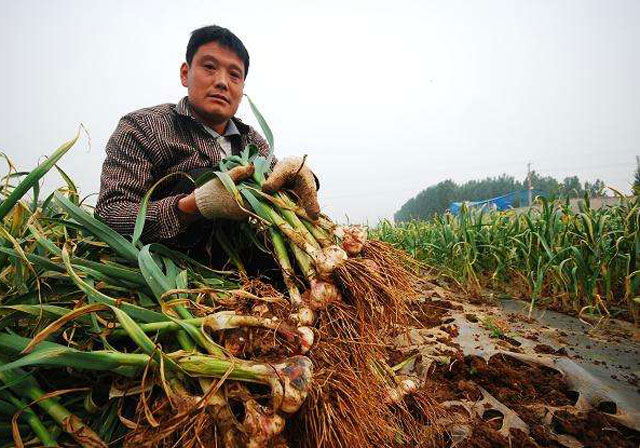 麦茬蒜种植法,重茬蒜地用什么防治地下病虫害