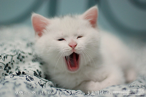 好听的猫咪名字英文,好听的猫咪名字大全