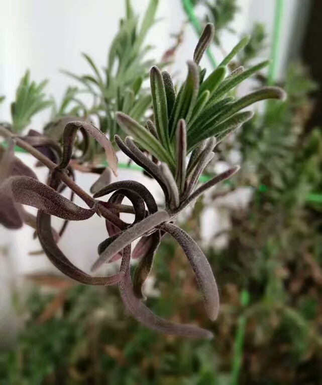 薰衣草陈慧琳金城武见面会,金城武陈慧琳薰衣草天使的翅膀