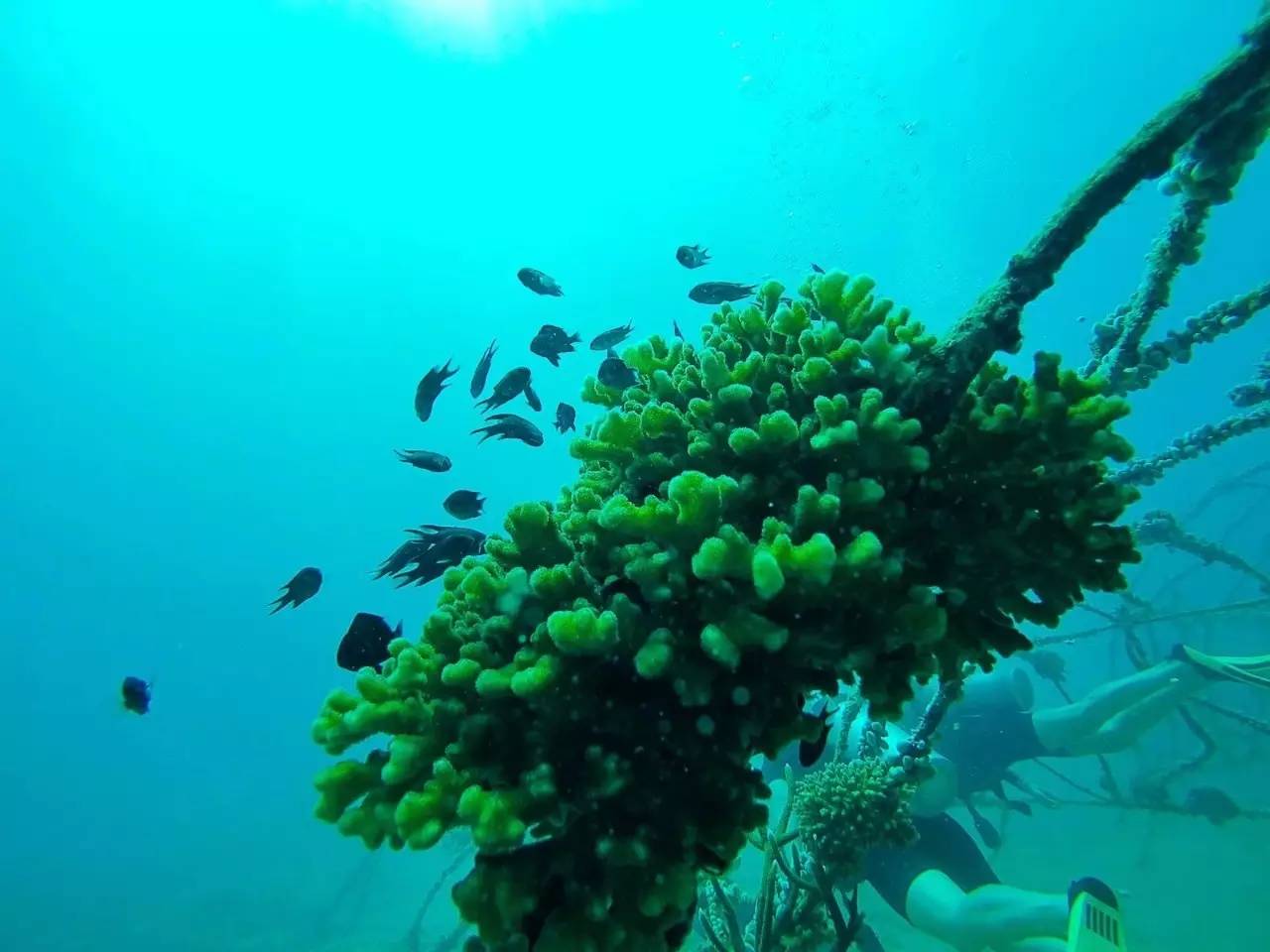 潜水零基础入门教程 (10个简单又可能被忽略的潜水技巧)