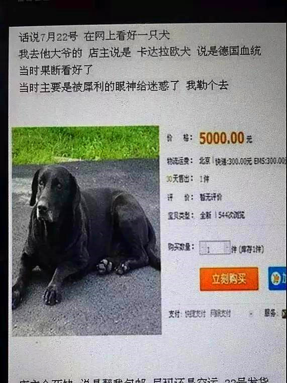 双11在网上买了不少东西,在网上花9.9元买的狗