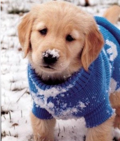 立耳的狗狗品种,狗狗品种大全视频