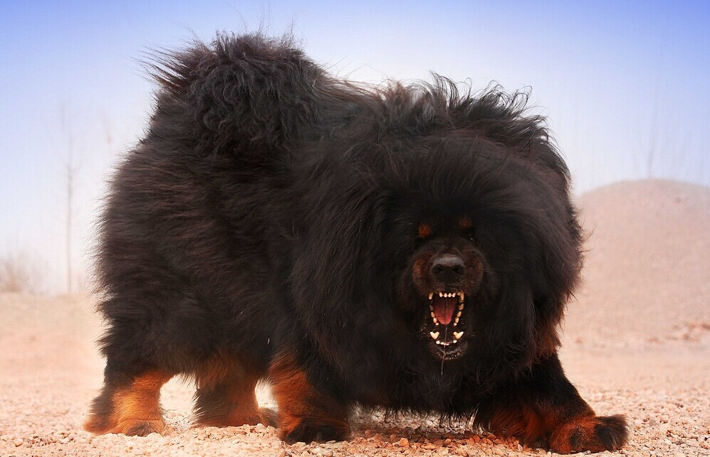 立耳的狗狗品种,狗狗品种大全视频