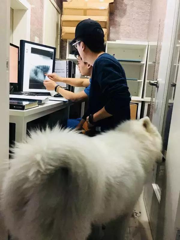 中国为什么没有正规的宠物医院,国内靠谱的宠物医院