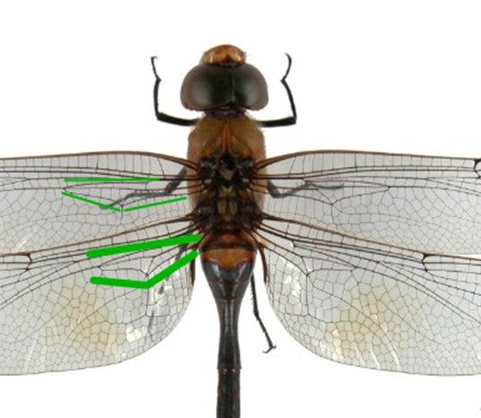蜻和蜓的区分方法,蜻蜓的蜻和蜓怎么区分