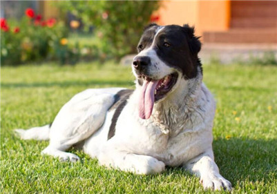 雄性中亚牧羊犬和雌性中亚牧羊犬 (纯黑中亚牧羊犬和纯黄中亚牧羊犬)