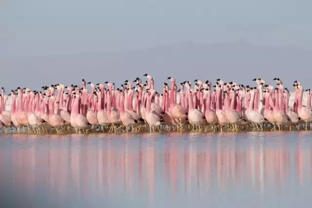 大卫爱登堡60年,大卫爱登堡中国