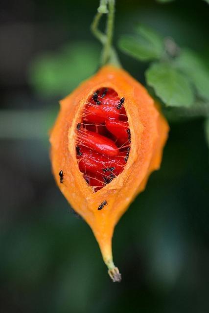 阿刚美食记,阿刚美食家常菜