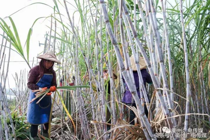 衢州这个地方,连空气都是甜甜的!