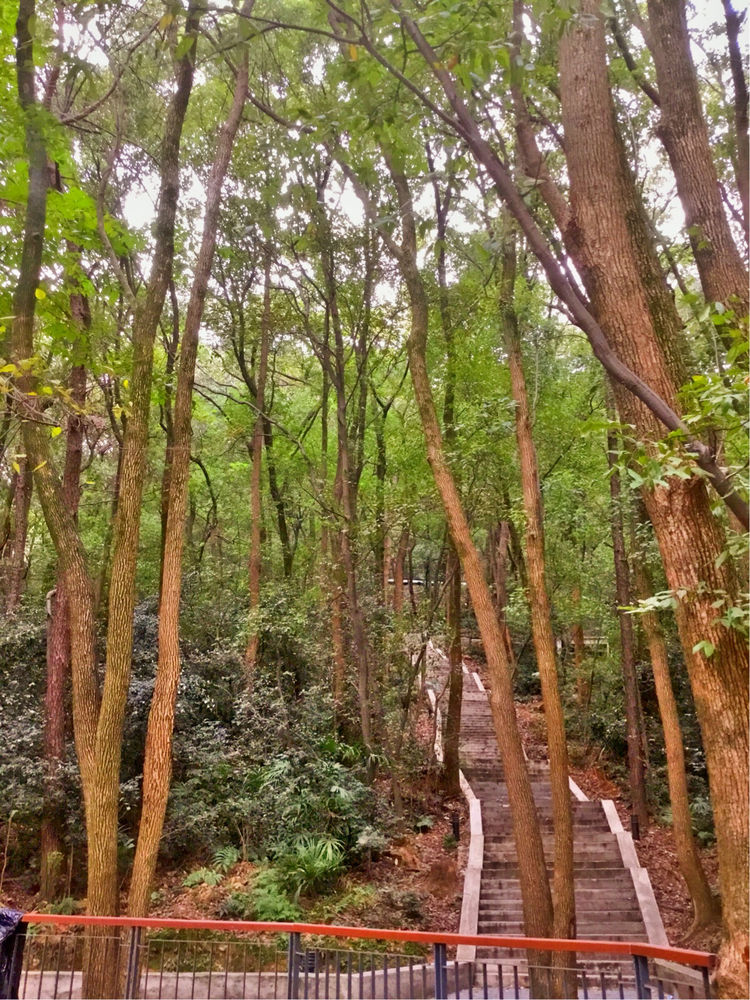 十大最美校园深圳大学,探访最美大学武汉大学
