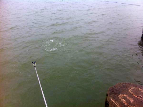 湛江钓水面乌头,湛江雷州钓乌头