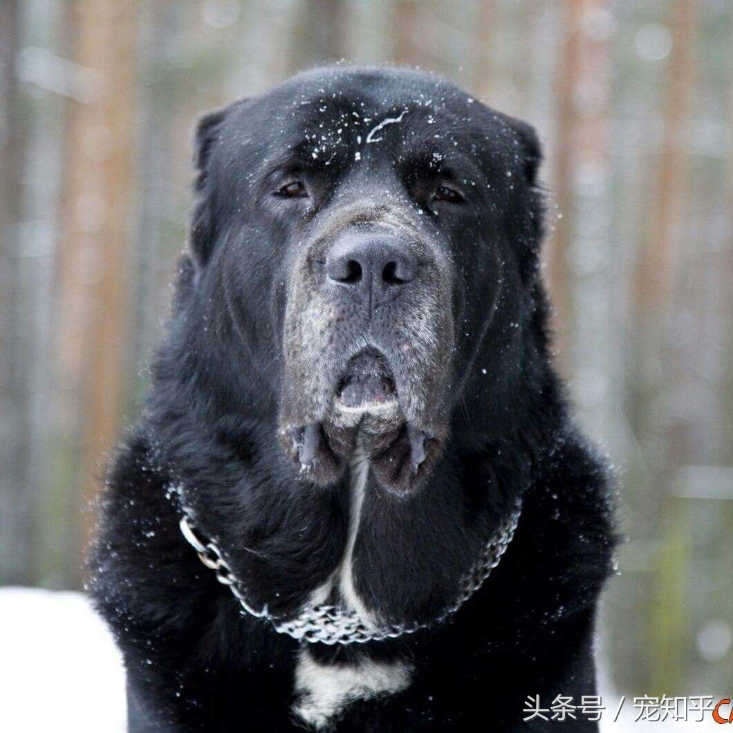 战斗力强又忠诚护住的狗,忠诚勇敢最佳护卫犬卡斯罗