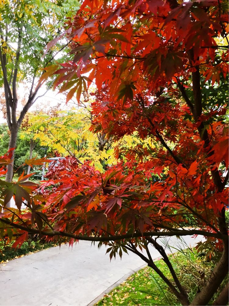 十大最美校园深圳大学,探访最美大学武汉大学