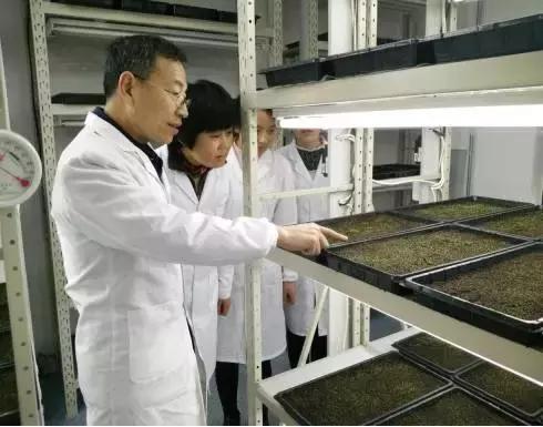 白芨的防病过程,白芨种植用药配方