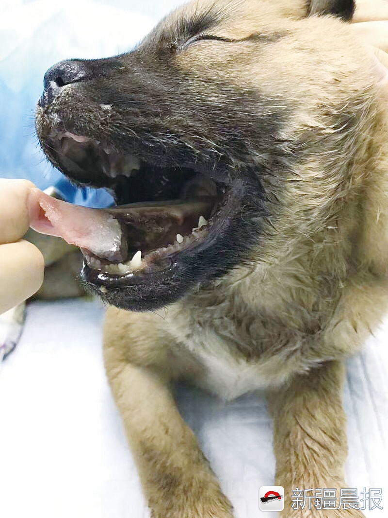 男子打流浪狗反被咬死,新疆昌吉流浪狗在地下室被虐事件