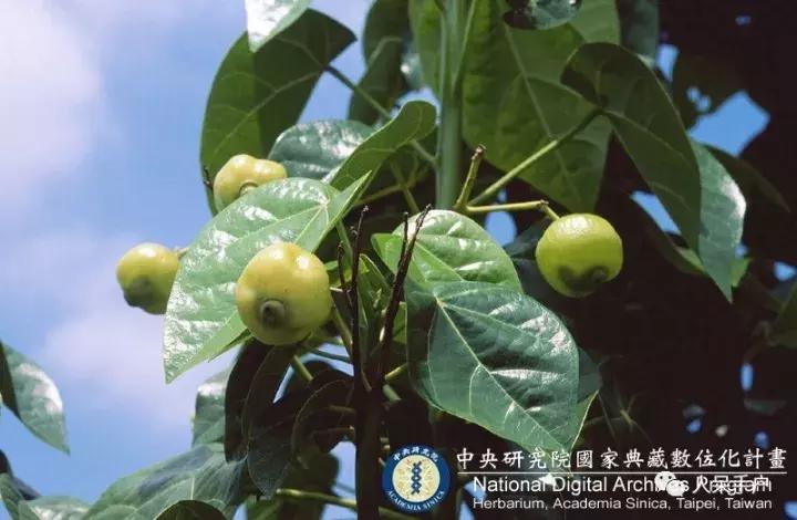 植物传播种子的方法有哪些二年级,植物的果实和种子传播方式有哪些