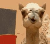 喜糖评测,喜糖攻略超级实用准新人必读