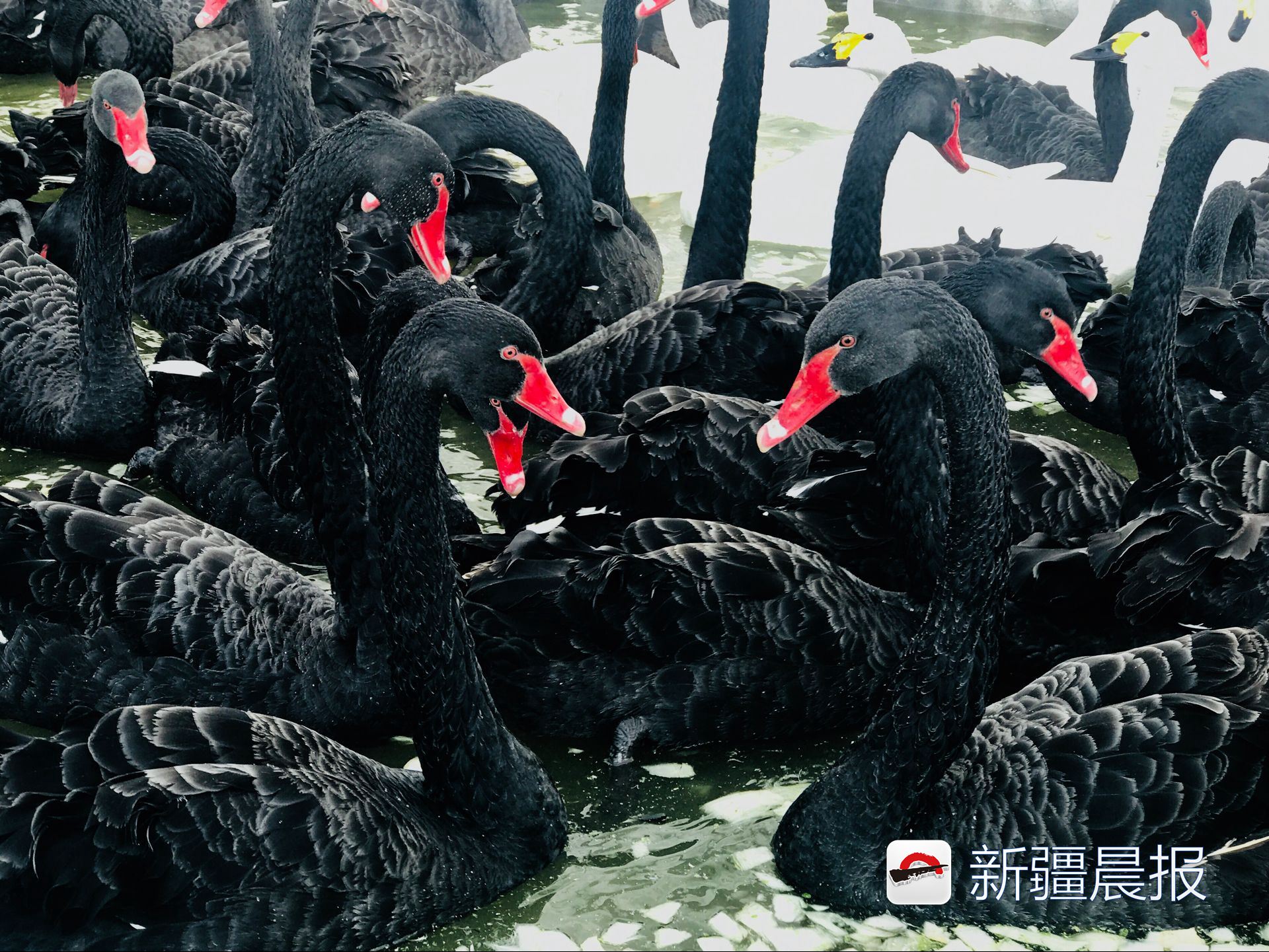 心都萌化了婴儿,心都萌化了小说