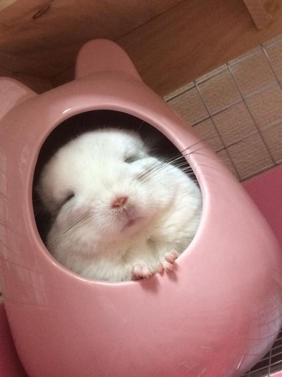 养龙猫的必需品 (龙猫的窝必须准备哪些东西)